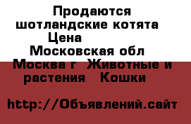 Продаются шотландские котята › Цена ­ 15 000 - Московская обл., Москва г. Животные и растения » Кошки   